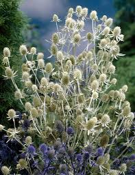Attēlu rezultāti vaicājumam “Eryngium planum leaf”