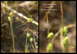Attēlu rezultāti vaicājumam “Carex lepidocarpa fruit”