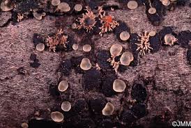 Attēlu rezultāti vaicājumam “Hyalorbilia inflatula”