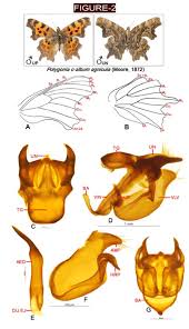 Attēlu rezultāti vaicājumam “Polygonia c-album upperside”