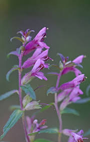 Attēlu rezultāti vaicājumam “Odontites vulgaris flower”