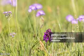 Attēlu rezultāti vaicājumam “Primula farinosa flower”
