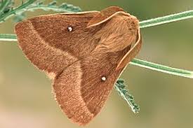 Attēlu rezultāti vaicājumam “Lasiocampa trifolii male”