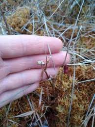 Attēlu rezultāti vaicājumam “Scheuchzeria palustris”