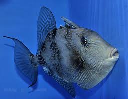 Image result for Balistes capriscus