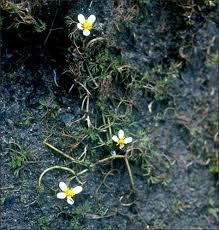 Attēlu rezultāti vaicājumam “Batrachium circinatum flower”