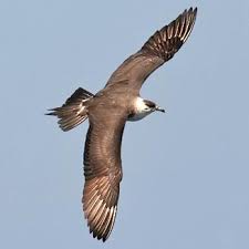 Attēlu rezultāti vaicājumam “Stercorarius parasiticus”