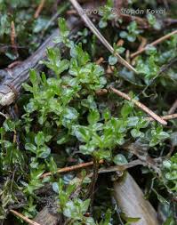 Attēlu rezultāti vaicājumam “Pseudobryum cinclidioides”