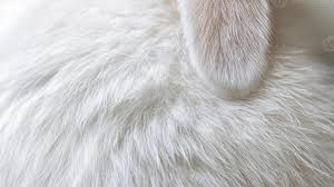 Image result for white rabbit skin texture