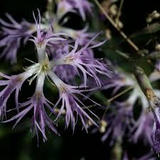 Image result for Dianthus superbus