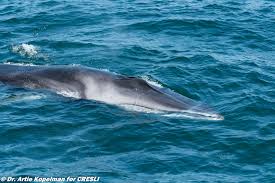Image result for Balaenoptera physalus