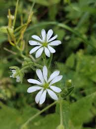 Attēlu rezultāti vaicājumam “Stellaria nemorum leaf”