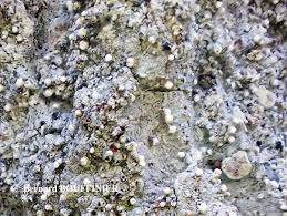 Attēlu rezultāti vaicājumam “Lecanactis abietina”