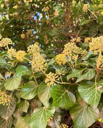 Attēlu rezultāti vaicājumam “Hedera helix  flower”