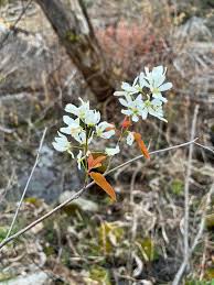 Attēlu rezultāti vaicājumam “Amelanchier spicata flower”