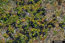 Attēlu rezultāti vaicājumam “Empetraceae”