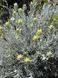 Attēlu rezultāti vaicājumam “Tortula lingulata”