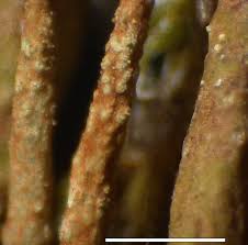 Attēlu rezultāti vaicājumam “Cladonia cornuta”