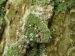 Attēlu rezultāti vaicājumam “Physconia distorta”