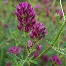 Attēlu rezultāti vaicājumam “Medicago sativa subsp. sativa”