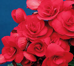 Image result for Бегония Элатиор 12х22 4601887072423