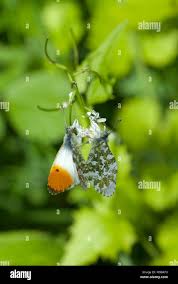 Attēlu rezultāti vaicājumam “Anthocharis cardamines underside”