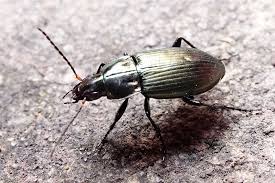 Attēlu rezultāti vaicājumam “Poecilus versicolor”