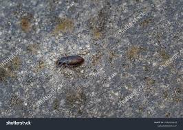 Attēlu rezultāti vaicājumam “Pseudoophonus rufipes”