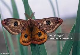 Attēlu rezultāti vaicājumam “Saturniidae”