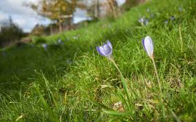 Attēlu rezultāti vaicājumam “Crocus speciosus flower”