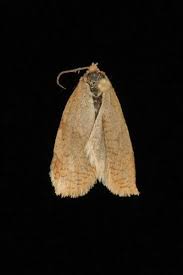 Attēlu rezultāti vaicājumam “Aphelia viburniana”