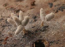 Attēlu rezultāti vaicājumam “Arcyria cinerea stalked”