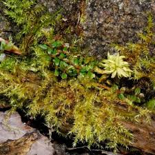 Attēlu rezultāti vaicājumam “Drepanocladus polygamus”