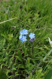 Attēlu rezultāti vaicājumam “Myosotis micrantha”