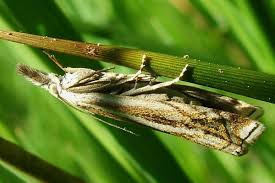 Attēlu rezultāti vaicājumam “Crambus lathoniellus”