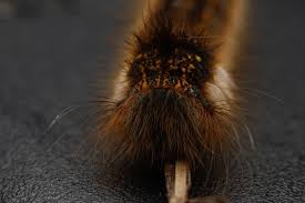 Attēlu rezultāti vaicājumam “Euthrix potatoria imago”