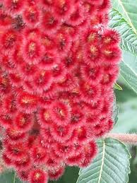 Attēlu rezultāti vaicājumam “Rhus typhina flower”