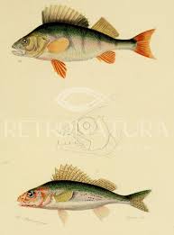 Attēlu rezultāti vaicājumam “Perca fluviatilis”