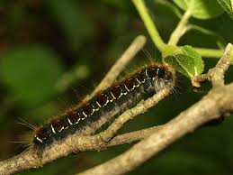 Attēlu rezultāti vaicājumam “Eriogaster lanestris”