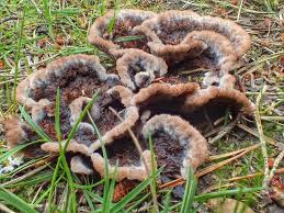 Attēlu rezultāti vaicājumam “Thelephora terrestris”