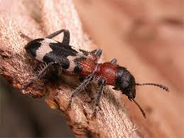 Attēlu rezultāti vaicājumam “Thanasimus formicarius”