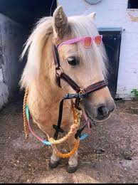 Image result for Weybridge Equestrian Centre