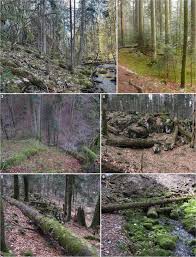 Attēlu rezultāti vaicājumam “Isopaches bicrenatus”