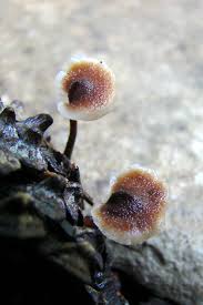 Attēlu rezultāti vaicājumam “Auriscalpium vulgare”