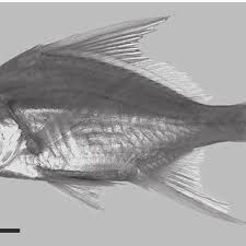 Image result for Eugerres plumieri