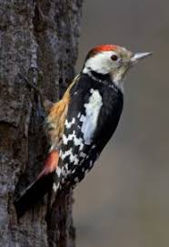 Attēlu rezultāti vaicājumam “Dendrocopos medius”