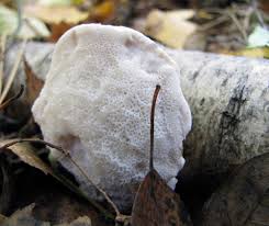 Attēlu rezultāti vaicājumam “Postia stiptica”