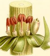 Attēlu rezultāti vaicājumam “Hippuridaceae”