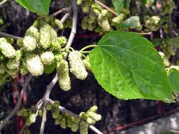 Attēlu rezultāti vaicājumam “Morus alba”