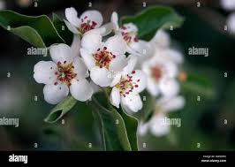 Attēlu rezultāti vaicājumam “Pyrus pyraster”